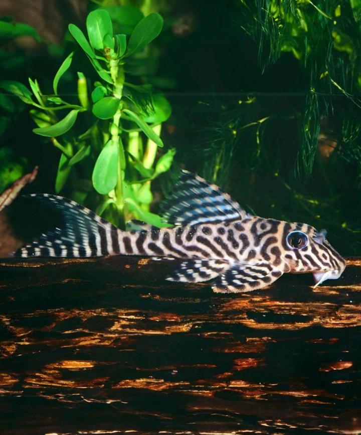 Vente poissons aquarium Saint-Jérôme