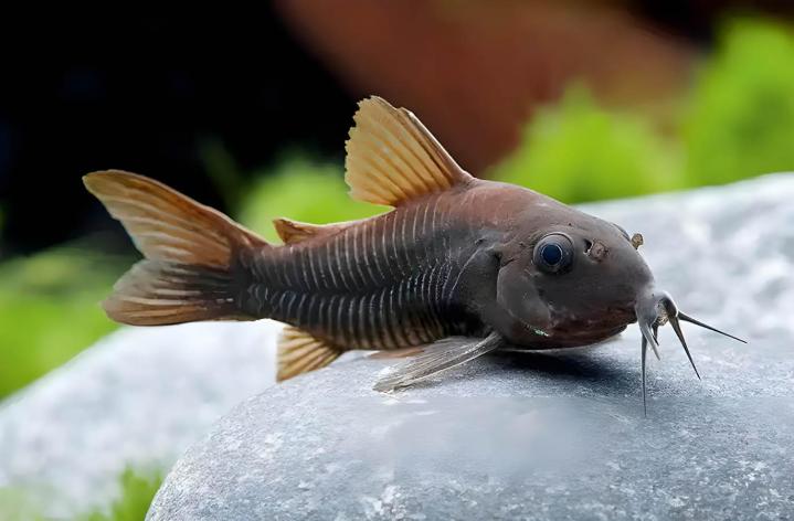 Vente poissons aquarium Saint-Jérôme