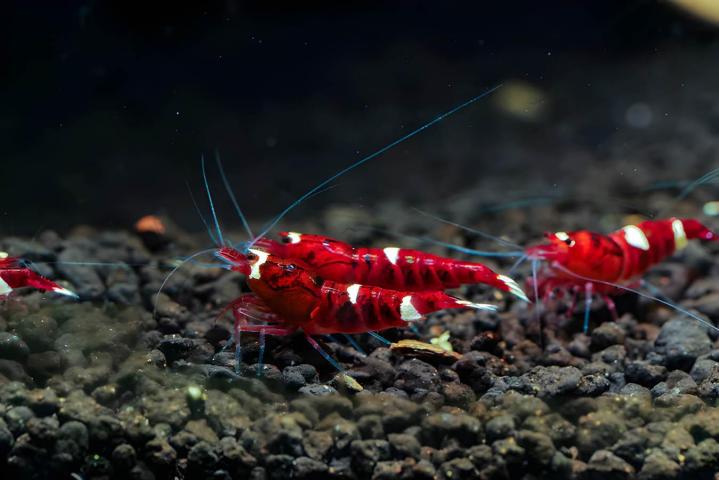 Vente crevettes aquarium Saint-Jérôme