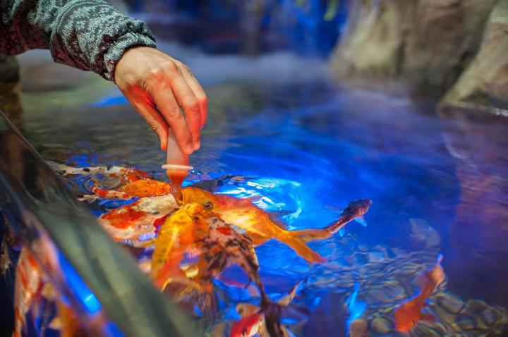 Comment choisir un filtre pour un aquarium de poissons ? Saint-Jérôme