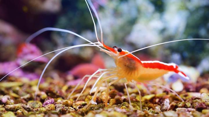 Vente crevettes aquarium, Ville de Québec