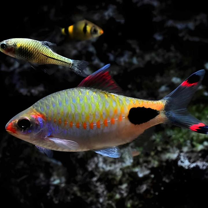 Magasin de poissons d’aquarium Saint-Jérôme