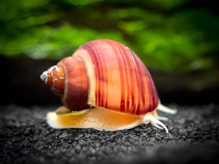 Vente escargots aquatiques Saint-Jérôme