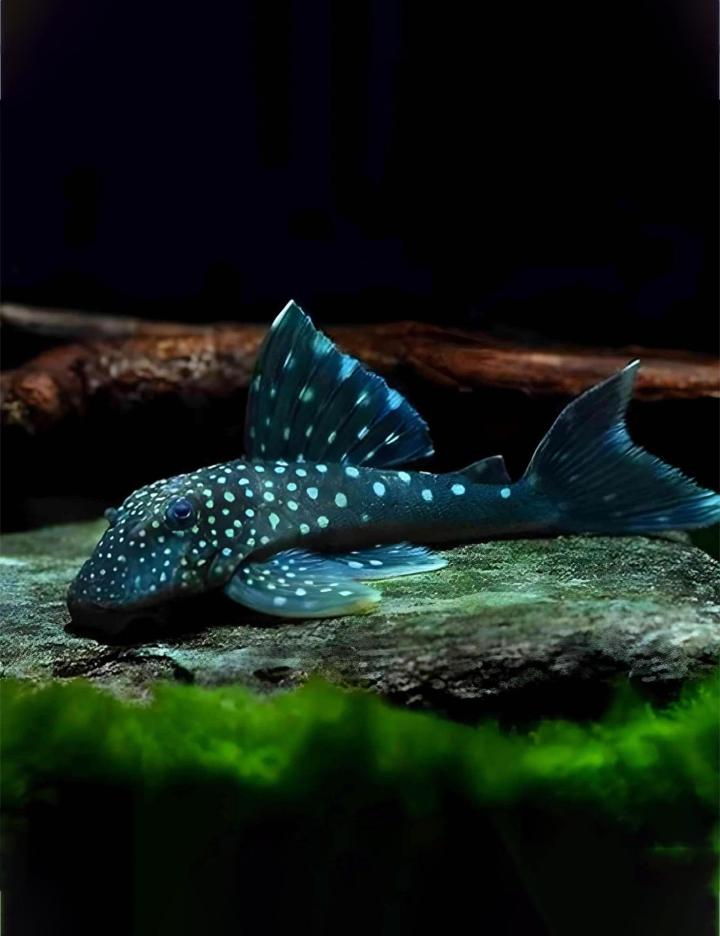 Boutique de poissons aquarium Saint-Jérôme