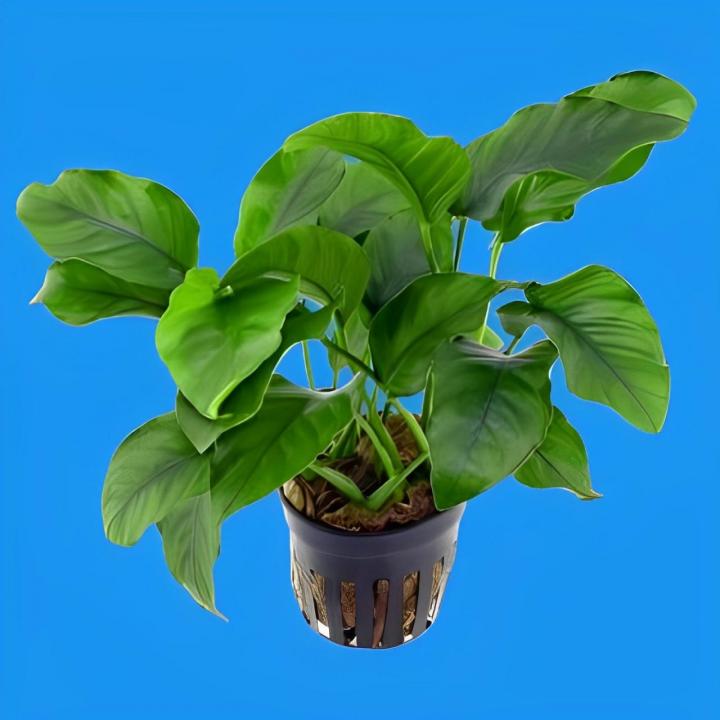 Aquatic plant sales service