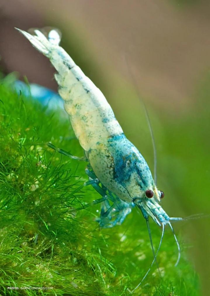 Vente crevettes aquarium Saint-Jérôme