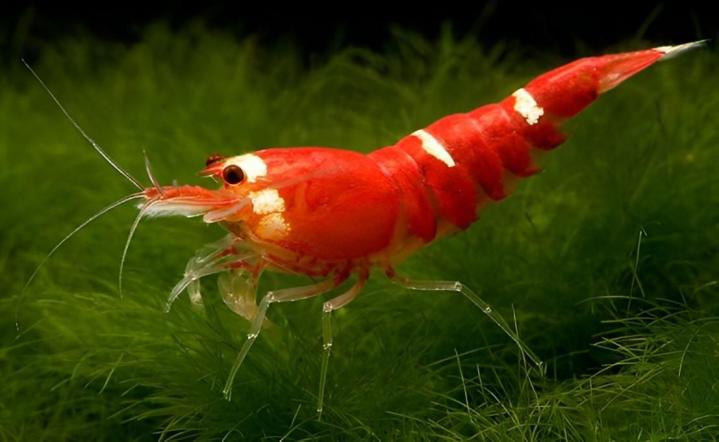 Specialising in the sale of aquarium shrimps