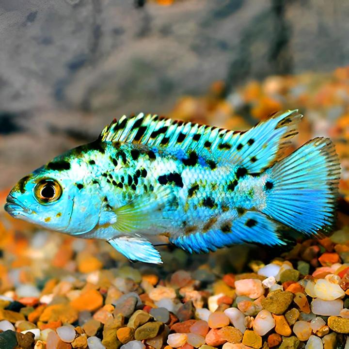 Boutique de poissons aquarium Saint-Jérôme