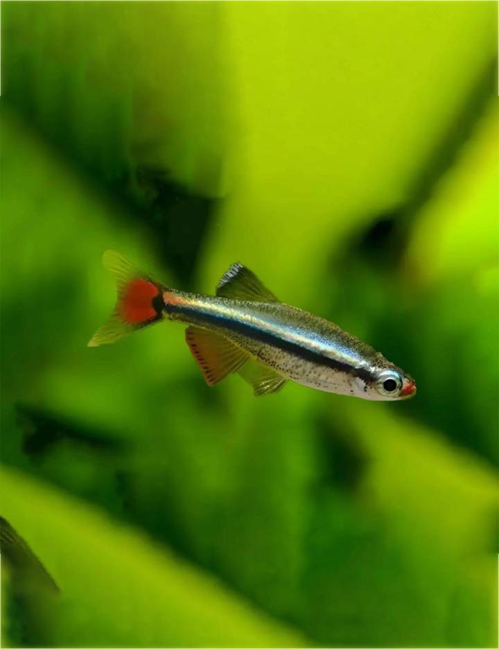 Vente poissons aquarium Saint-Jérôme